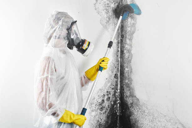 Environmental Consulting for Mold Prevention in Rodeo, CA