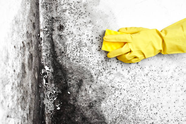 Best Mold Remediation for Healthcare Facilities  in Rodeo, CA